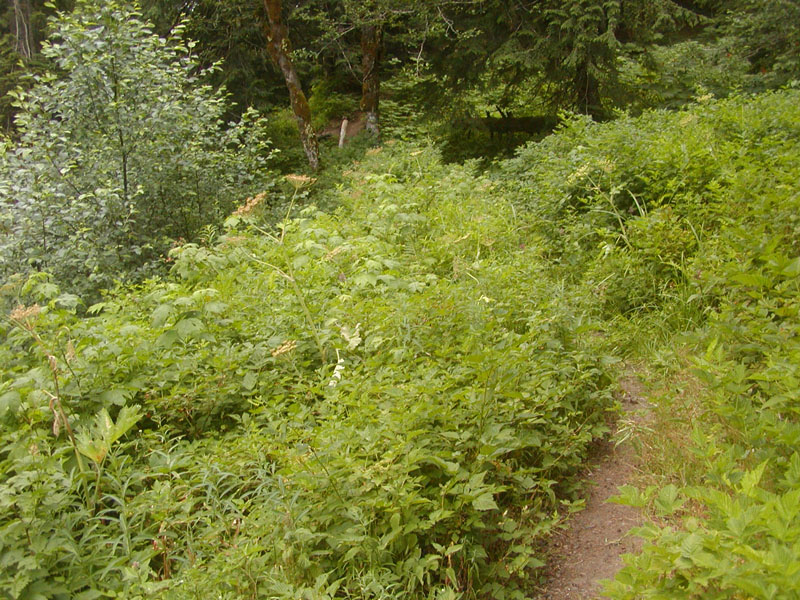 The PCT continues on a trail that initially follows Muddy Fork