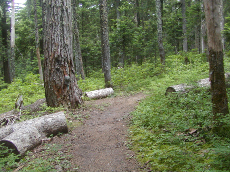 Top of the ridge leading to Bald Peak